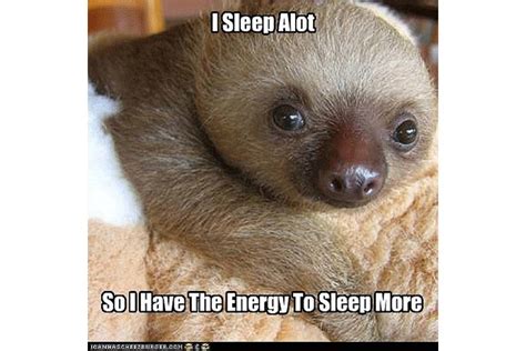 sloth memes